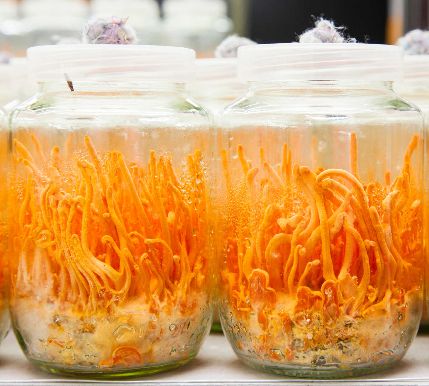 Cordyceps Militaris