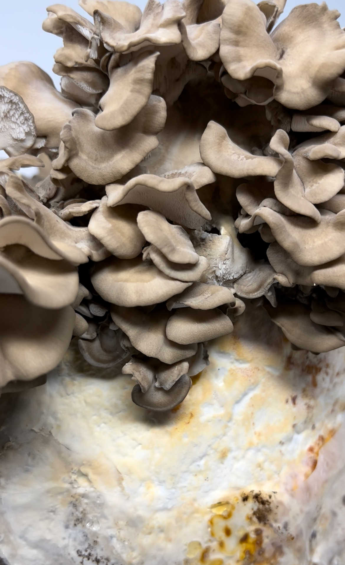 Maitake