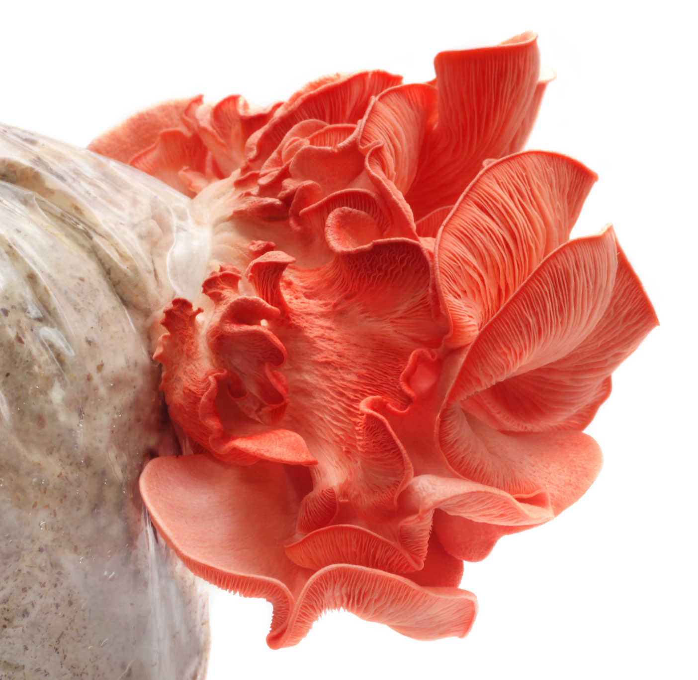 Pink Oyster