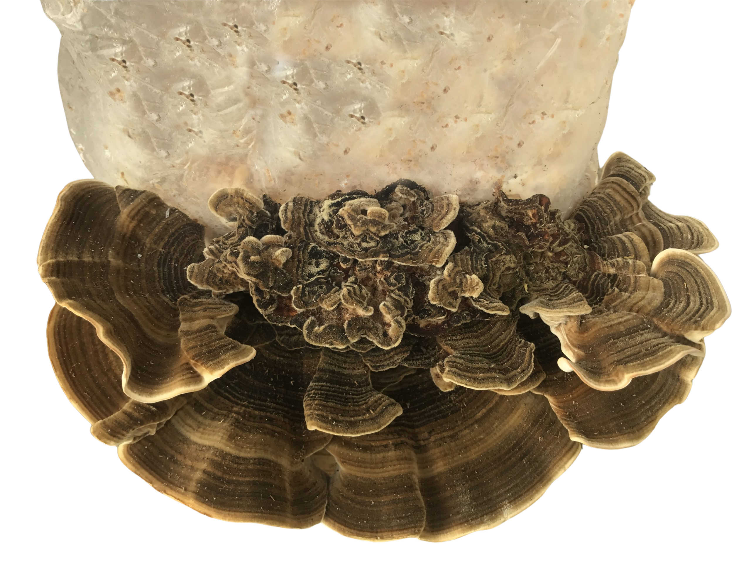 Turkey Tail