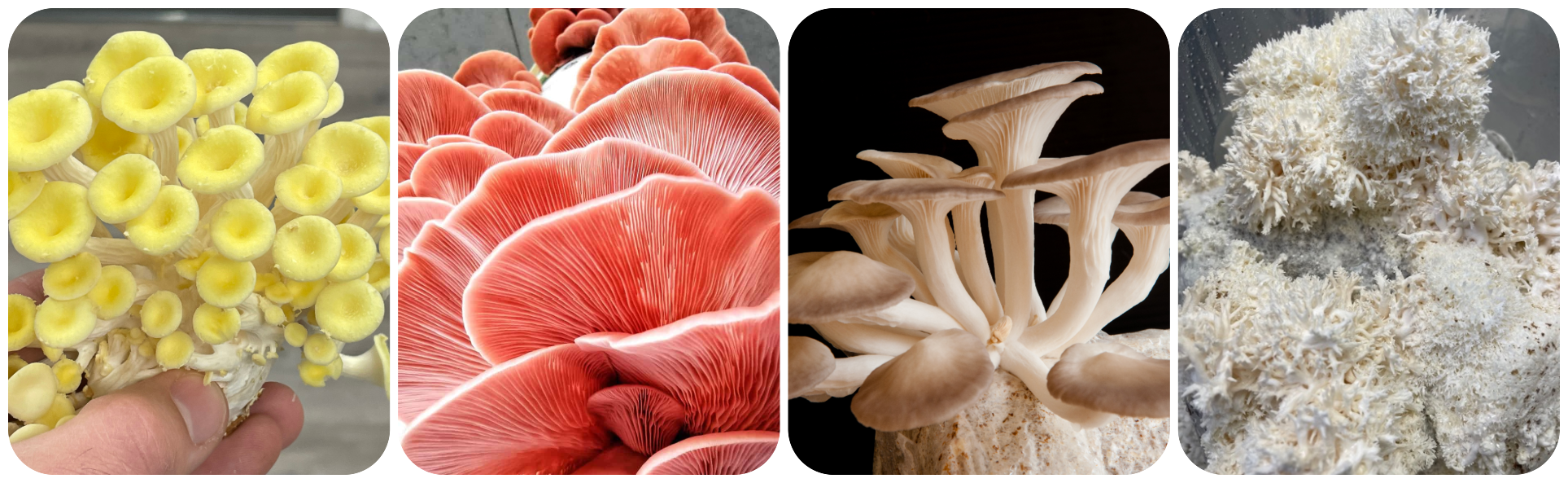 https://www.mycolabs.com/resize/images/mushroom_collage.png?