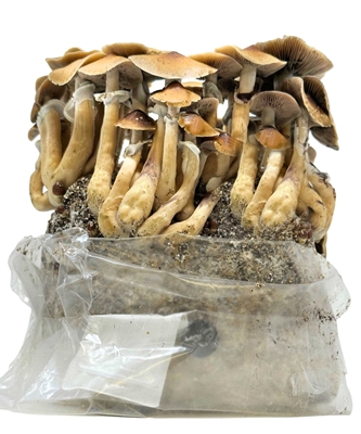 A Deep Dive Into the Stages of the Mushroom Growth Process