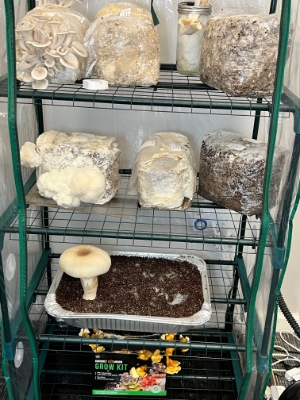 What To Do With Your Used Mushroom Grow Kits