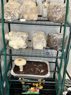 What To Do With Your Used Mushroom Grow Kits