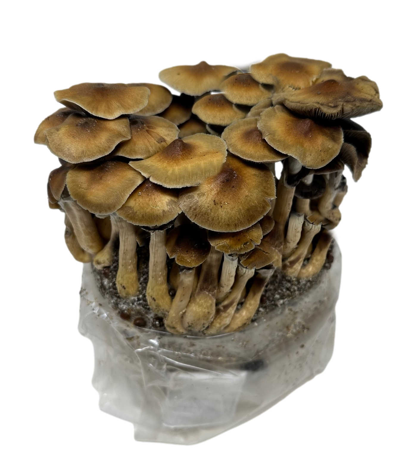 The Stages of the Mushroom Growth Process