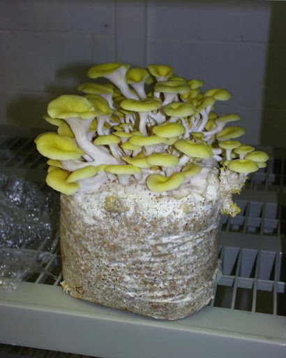 5 Tips for Growing Oyster Mushrooms at Home